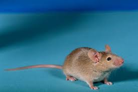 Rodent Control